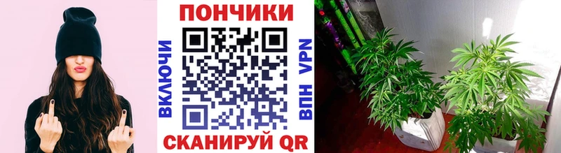 Каннабис White Widow  Байкальск 